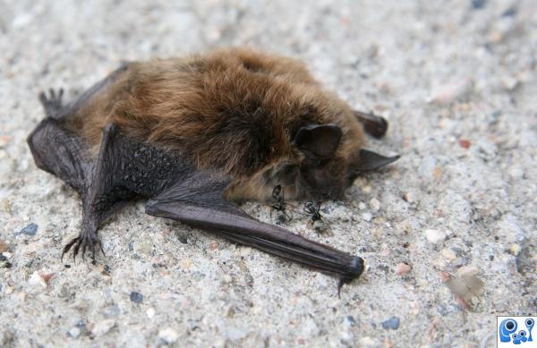 Fallen Bat